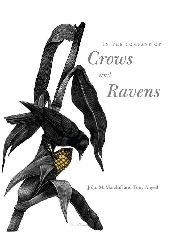 In The Company Of Crows And Ravens - image 1